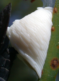 Tabanus atratus